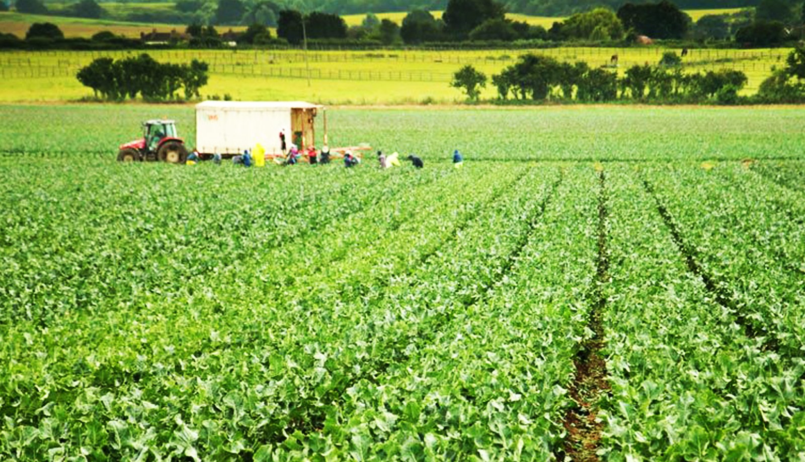 Coregeo® predicts bumper UK Tenderstem® harvest