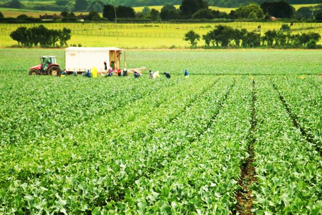 Coregeo® predicts bumper UK Tenderstem® harvest