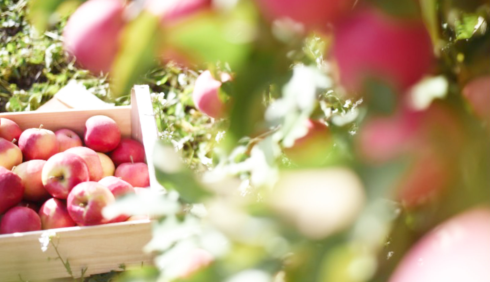 Pink Lady® reports strong sales post lockdown