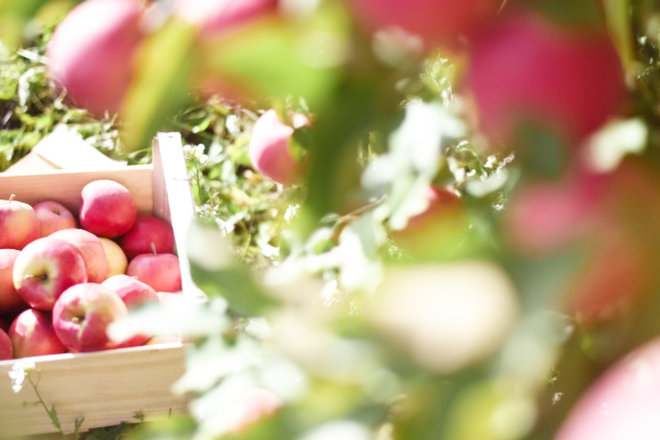 Pink Lady® reports strong sales post lockdown