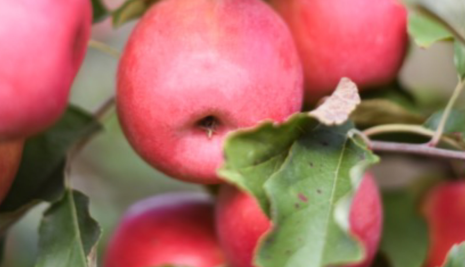 Pink Lady® offers Aldi apple lovers a chance to adopt a tree and win a trip to France
