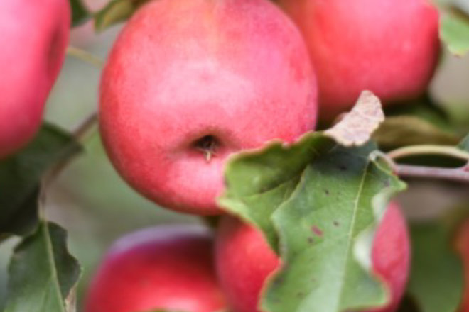 Pink Lady® offers Aldi apple lovers a chance to adopt a tree and win a trip to France