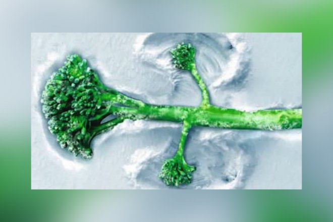 Record sales of Tenderstem®