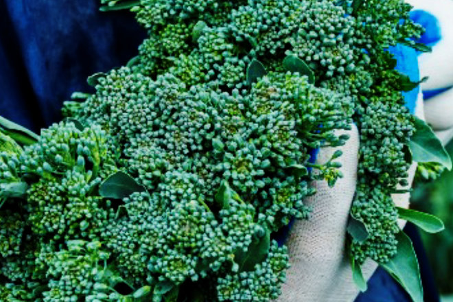 Tenderstem® uses PR and social to support growers and recruit UK pickers